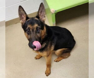 German Shepherd Dog Dogs for adoption in Decatur, IL, USA