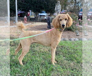 Poodle (Standard) Dogs for adoption in Pacolet, SC, USA