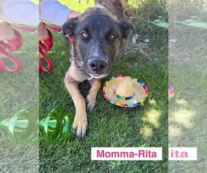 German Shepherd Dog-Unknown Mix Dogs for adoption in Incline Village, NV, USA