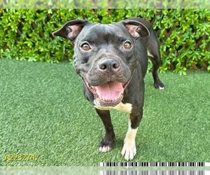 American Pit Bull Terrier Dogs for adoption in West Palm Beach, FL, USA