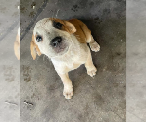 Black Mouth Cur-Unknown Mix Dogs for adoption in McKinney, TX, USA