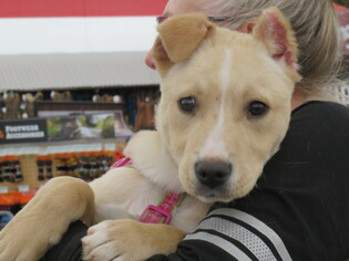 Collie-Labrador Retriever Mix Dogs for adoption in Effort, PA, USA