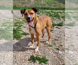 Labrador Retriever Dogs for adoption in Lake City, MI, USA