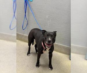 Staffordshire Bull Terrier-Unknown Mix Dogs for adoption in Las Vegas, NV, USA