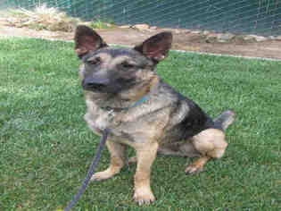 German Shepherd Dog Dogs for adoption in Oakdale, CA, USA
