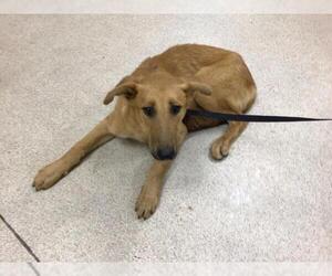 German Shepherd Dog Dogs for adoption in Riverside, CA, USA