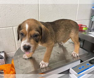 German Shepherd Dog-Unknown Mix Dogs for adoption in San Bernardino, CA, USA