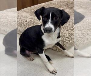 Labrador Retriever-Unknown Mix Dogs for adoption in Conroe, TX, USA