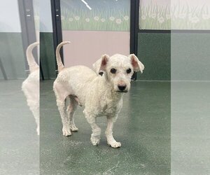 Poodle (Toy) Dogs for adoption in Menifee, CA, USA