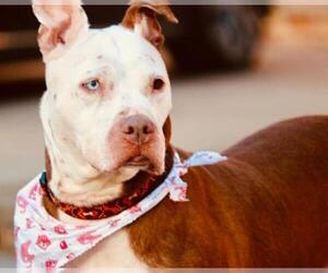 American Pit Bull Terrier Dogs for adoption in Flushing, NY, USA