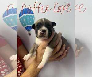 Mutt Dogs for adoption in GILBERTS, IL, USA