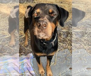 Rottweiler Dogs for adoption in Melrose, FL, USA