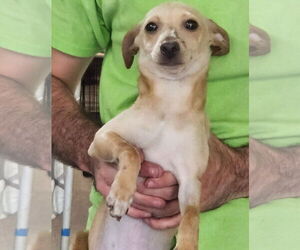 Chihuahua-Unknown Mix Dogs for adoption in Royal Palm Beach, FL, USA