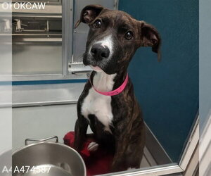Mutt Dogs for adoption in Oklahoma City, OK, USA