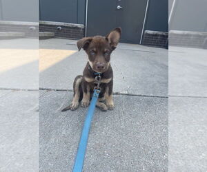 Huskies -Unknown Mix Dogs for adoption in Brooklyn, NY, USA