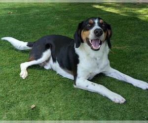 Mutt Dogs for adoption in Raleigh, NC, USA