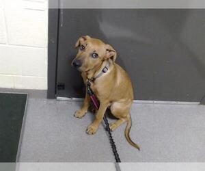 Labrador Retriever Dogs for adoption in Denver, CO, USA