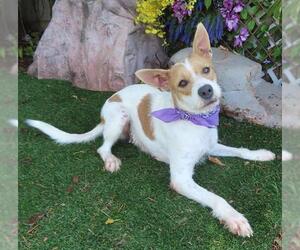 Mutt Dogs for adoption in Oklahoma City, OK, USA