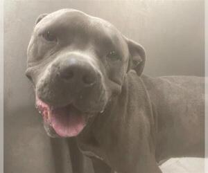 American Staffordshire Terrier-Unknown Mix Dogs for adoption in Fort Lauderdale, FL, USA