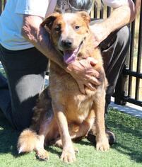 Australian Cattle Dog-Unknown Mix Dogs for adoption in Grass Valley, CA, USA