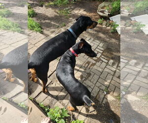 Doberman Pinscher Dogs for adoption in Buffalo, MN, USA