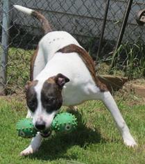 Small American Staffordshire Terrier-Boxer Mix