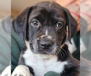 Border Collie-Unknown Mix Dogs for adoption in Mt. Laurel, NJ, USA