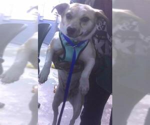 Chihuahua-Unknown Mix Dogs for adoption in Tallahassee, FL, USA