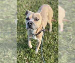 American Staffordshire Terrier-Unknown Mix Dogs for adoption in Fort Lauderdale, FL, USA