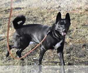 Shepradors Dogs for adoption in Dodson, MT, USA