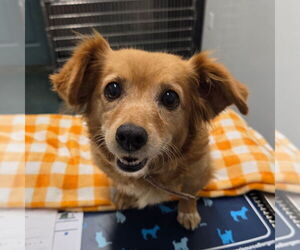 Colonial Cocker Spaniel-Unknown Mix Dogs for adoption in Chico, CA, USA