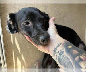 Chiweenie Dogs for adoption in Oklahoma City, OK, USA