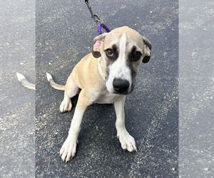 Mutt Dogs for adoption in Sterling, MA, USA