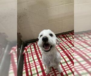 Bichon Frise Dogs for adoption in Upland, CA, USA