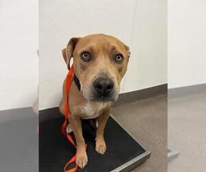 Staffordshire Bull Terrier-Unknown Mix Dogs for adoption in HESPERIA, CA, USA
