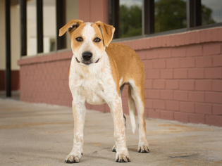 Sheprador Dogs for adoption in League City, TX, USA