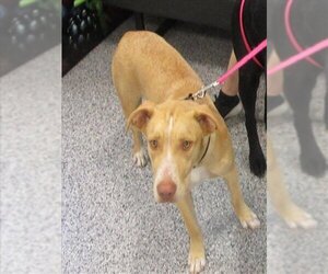 Labrador Retriever Dogs for adoption in Palmetto, FL, USA