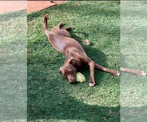 American Pit Bull Terrier-Chihuahua Mix Dogs for adoption in Ball Ground, GA, USA