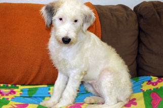 Labradoodle Dogs for adoption in Agoura Hills, CA, USA