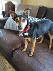 Miniature Pinscher Dogs for adoption in Canton, CT, USA