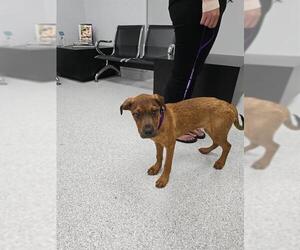 Mutt Dogs for adoption in Palmetto, FL, USA