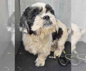 Shih Tzu-Unknown Mix Dogs for adoption in San Antonio, TX, USA