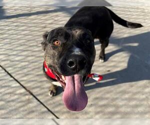 Mutt Dogs for adoption in Tulsa, OK, USA