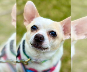 Chihuahua-Unknown Mix Dogs for adoption in West Cornwall, CT, USA