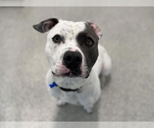 American Pit Bull Terrier Dogs for adoption in Fort Collins, CO, USA