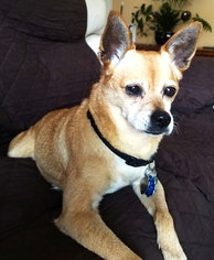 Medium Photo #1 Chihuahua-Shiba Inu Mix Puppy For Sale in South Weymouth, SC, USA