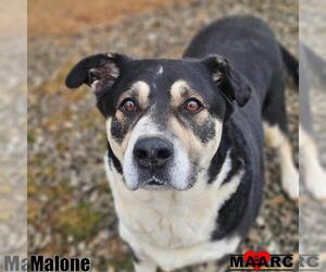 Alaskan Malamute-Unknown Mix Dogs for adoption in Maryville, TN, USA
