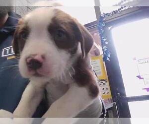 Parson Russell Terrier-Unknown Mix Dogs for adoption in Tulsa, OK, USA