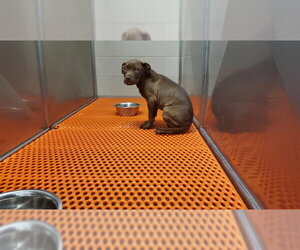 American Pit Bull Terrier Dogs for adoption in Aurora, IL, USA