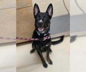 German Shepherd Dog-Unknown Mix Dogs for adoption in Center Township, PA, USA